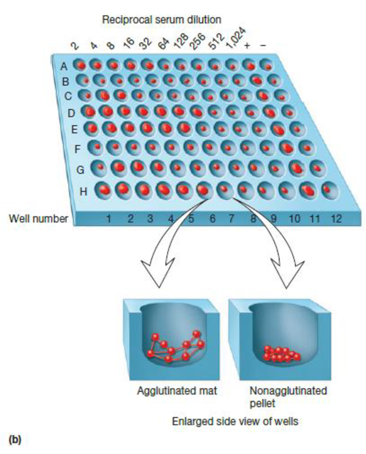 Chapter 36.4, Problem 2MI, Figure 36.10 Agglutination Tests. (a) Tube agglutination test for determining antibody titer. The , example  2