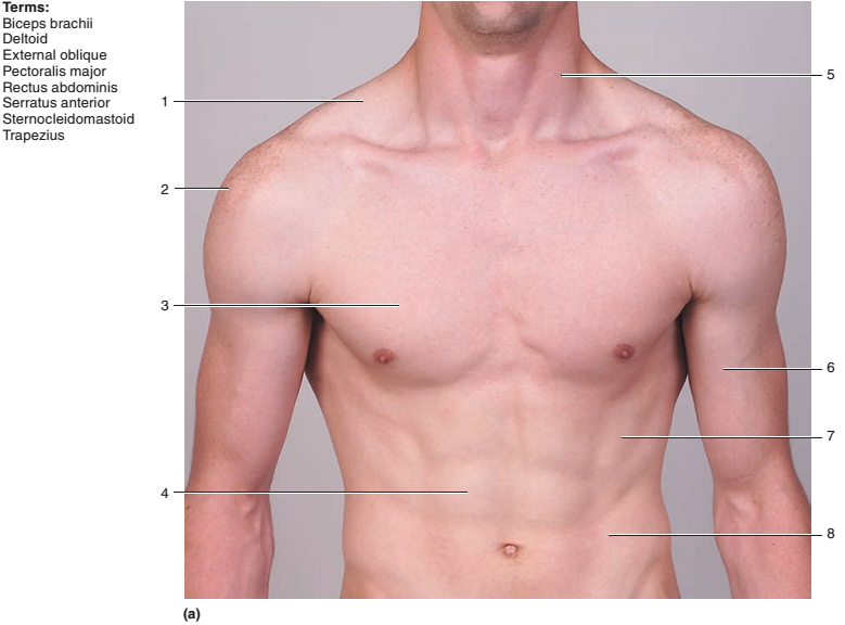 Chapter 21, Problem 3.1CT, Identify the muscles indicated in figure 21.5. . , example  1