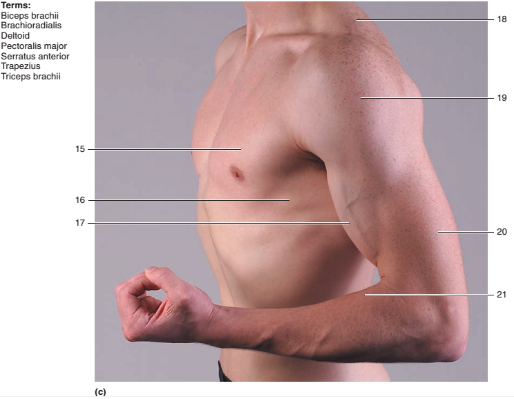 Chapter 21, Problem 3.1CT, Identify the muscles indicated in figure 21.5. . , example  3