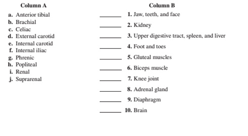 Chapter 40, Problem 4.1A, Match the arteries in column A with the descriptions in column B. Place the letter of your choice in 