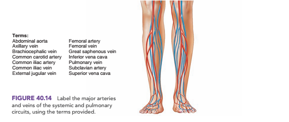 Chapter 40, Problem F40.14A, Label the major arteries and veins indicated in figure 40.14 , example  2