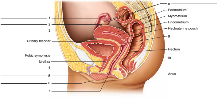 Chapter 51, Problem F51.2A, FIGURE 51.2 Label the structures of the female reproductive system in this sagittal view. 