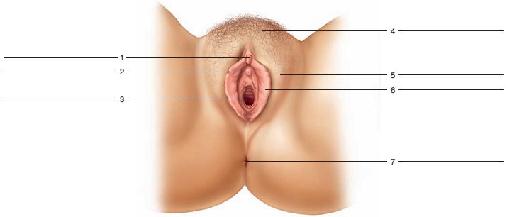 Chapter 51, Problem F51.3A, FIGURE 51.3 Label the female external reproductive organs and associated structures. 