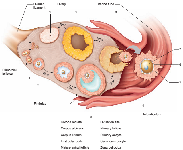 Figure Label This Ovary Illustrating Various Stages Of Follicle