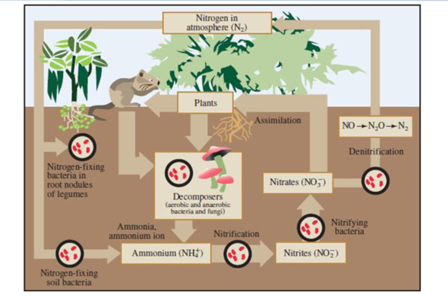 Chapter 11.12, Problem 11.34YT, a. Ammonia (NH3) is applied to soil in the form of anhydrous ammonia; that is, ammonia without 