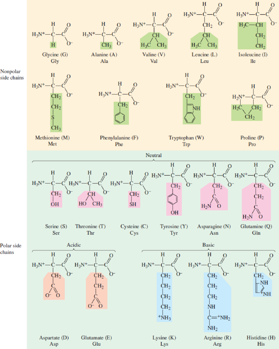 Chapter 12, Problem 19Q, Refer to Figure 11.17. Select two examples of amino acids with side chains that are categorized as 