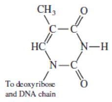 Chapter 13, Problem 11Q, Here is the structural formula for the base thymine, as attached to the DNA chain. a. Label the H 