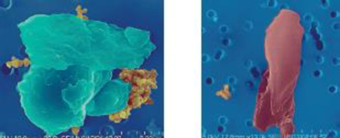 Chapter 1, Problem 53Q, Here are two scanning electron micrograph images of particulate matter, courtesy of the National 