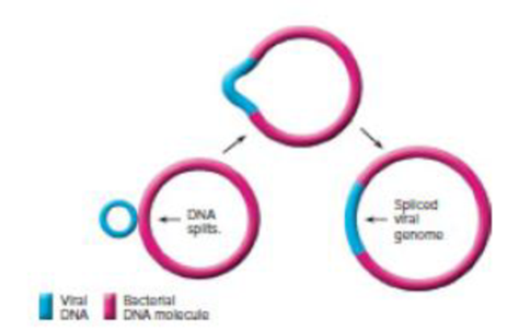 Chapter 10, Problem 1VC, From chapter 6, figure 6.19. What has happened to the bacterial DNA in this illustration? What 