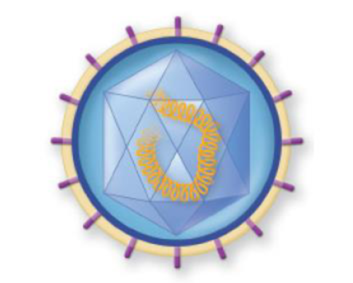 Chapter 6, Problem 9MCQ, Label the parts of this virus. Identify the capsid, nucleic acid, and other features of this virus. 