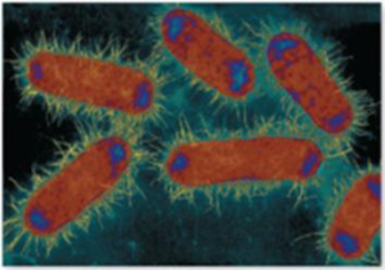Chapter 9, Problem 2VC, From chapter 4, figure 4.11a. Speculate on why these cells contain two chromosomes (shown in blue)  