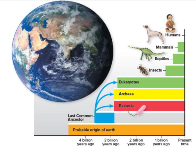 Chapter 1, Problem 1VC, Figure 1.2 Look at the red bat (the time that bacteria have been on earth) and at the time that 