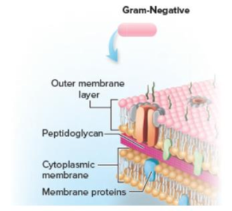 Chapter 9, Problem 1VC, From chapter 3, figure 3.15. Study this illustration of a gram-negative cell envelope. In what ways 