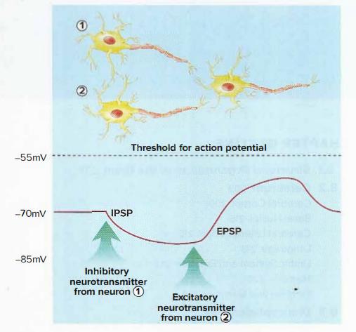 Chapter 7, Problem 40RA, Use the figure below (from figure 7.34) to answer questions 38-40: 



If the IPSP had not occurred, 