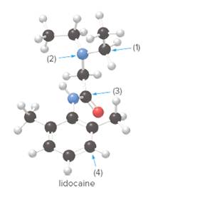 Chapter 11.3, Problem 11.7P, How many lone pairs are present in lidocaine, the drug mentioned in the chapter opener, whose 