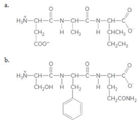Chapter 21, Problem 44P, For each tripeptide: [1] identify the amino acids that form the peptide; [2] label the N- and 