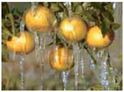 Chapter 11, Problem 11.141QP, Why do citrus growers spray their trees with water to protect them from freezing? 