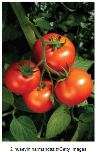 Chapter 1.3, Problem 20E, An agricultural scientist wants to determine the effect of fertilizer type on the yield of tomatoes. 