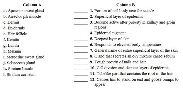 Chapter 11, Problem 1.2A, Match the structures in column A with the descriptions and functions in column B. Place the letter 