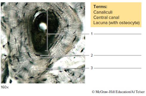 Chapter 12, Problem F12.12A, FIGURE 12.12 Label the structures of compact bone shown in the micrograph, using the terms provided. 
