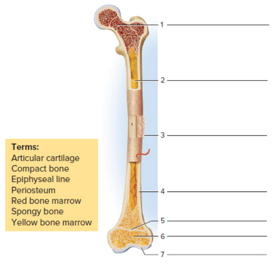 Chapter 12, Problem F12.9A, FIGURE 12.9 Label the structures of this long bone, using the terms provided. 
