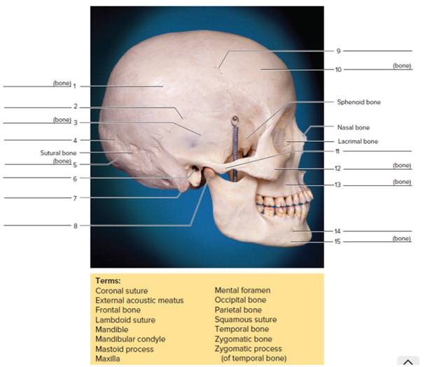 Chapter 14, Problem F14.11A, FIGURE 14.11 Identify the bones and features indicated on this lateral view of the skull, using the 
