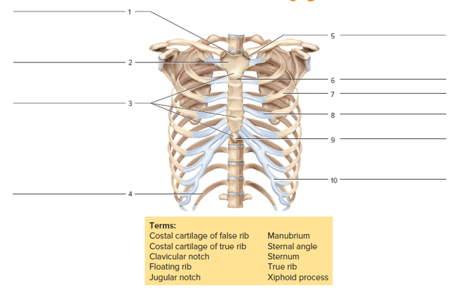 Chapter 15, Problem F15.11A, FIGURE 15.11 Label the bones and features of the thoracic cage, using the terms provided 