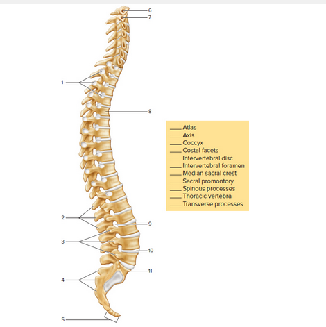 Chapter 15, Problem F15.8A, FIGURE 15.8 Label the bones and features of a lateral view of a vertebral column by placing the 