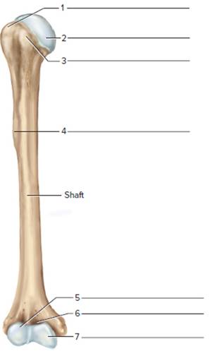 Chapter 16, Problem F16.11A, Identify the features of a humerus in figure 16.11 and the bones of the hand in figure 16.12. FIGURE 