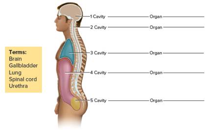 Chapter 2, Problem F2.10A, FIGURE 2.10 Label body cavities 1-5. Add a representative organ located in the cavity, using the 
