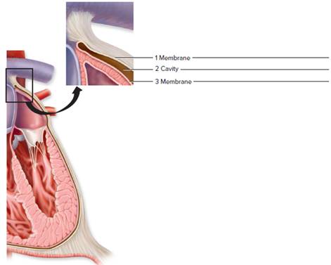 Chapter 2, Problem F2.11A, FIGURE 2.11 Label the specific serous membranes and cavities (1—3) of the heart. 