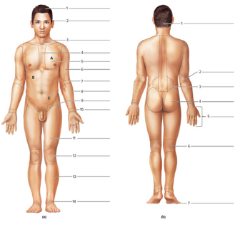 Chapter 2, Problem F2.13A, Figure 2.13 Label the indicated body surface regions: (a) anterior view and (b) posterior view. 
