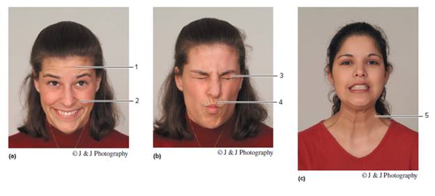 Chapter 22, Problem 4.1CT, Identify the muscles of various facial expressions in the photographs of figure 22.9. 1. 