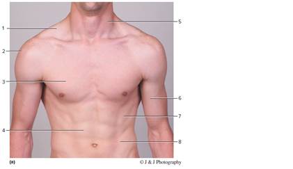 Chapter 23, Problem 5.1CT, Identify the muscles indicated in figure 23.12. Figure 23.12 Label these muscles that appear as body , example  1