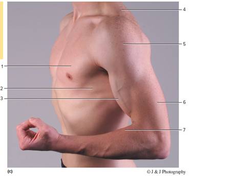 Chapter 23, Problem 5.1CT, Identify the muscles indicated in figure 23.12. Figure 23.12 Label these muscles that appear as body , example  3