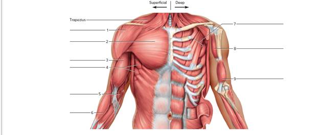 Chapter 23, Problem F23.10A, FIGURE 23.10 Label the anterior muscles of the chest, shoulder, and upper limb. 