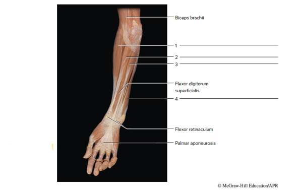 Chapter 23, Problem F23.11A, FIGURE 23.11 Identify the anterior muscles of the right forearm of a cadaver, using the terms 