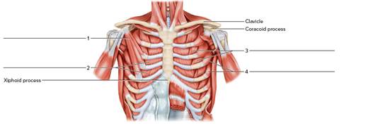 Chapter 23, Problem F23.7A, FIGURE 23.7 Label the deep anterior muscles of the chest. 