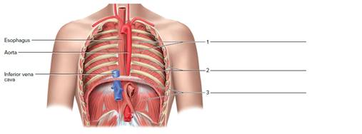 Chapter 23, Problem F23.8A, Label the muscle of respiration of the posterior body wall (anterior view). The heart and lungs are 