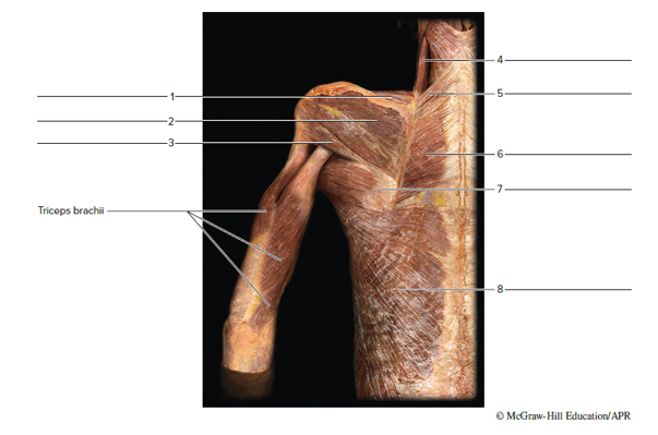 Chapter 23, Problem F23.9A, FIGURE 23.9 Identify the posterior muscles of the left shoulder of a cadaver, using the terms 