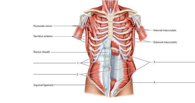 Chapter 24, Problem F24.6A, Label the muscles of the abdominal wall. 