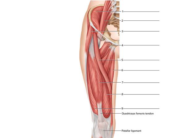Chapter 25, Problem F25.9A, Label the right anterior muscles of the hip and thigh. 