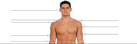 Chapter 26, Problem F26.9A, FIGURE 26.9 Using the terms provided, label the surface features of the (a) anterior view of the , example  1