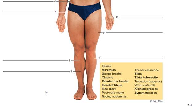 Chapter 26, Problem F26.9A, FIGURE 26.9 Using the terms provided, label the surface features of the (a) anterior view of the , example  2