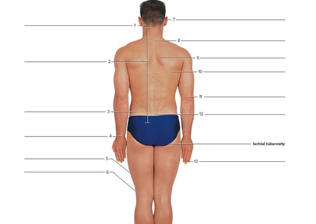 Chapter 26, Problem F26.9A, FIGURE 26.9 Using the terms provided, label the surface features of the (a) anterior view of the , example  3