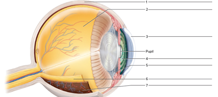 Chapter 35, Problem F35.12A, Figure 35.12 Label the structures in the sagittal section of the eye. 