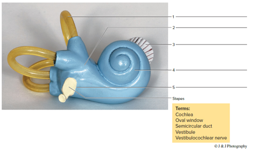 Chapter 37, Problem F37.10A, FIGURE 37.10 Identify the features indicated on this removable part of an ear model, using the terms 