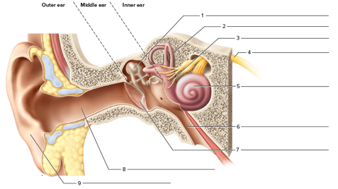 Chapter 37, Problem F37.9A, FIGURE 37.9 Label the structures associated with the ear. 