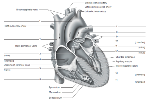 Chapter 44, Problem F44.15A, FIGURE 44.15 Label this frontal section of the human heart. The arrows indicate the direction of 