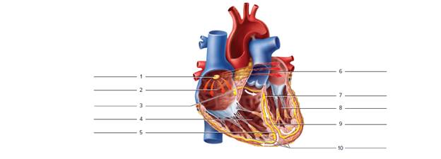 Chapter 45, Problem F45.7A, Identify the heart chambers and conduction system structures in the frontal section of the heart in 